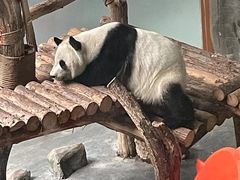 -青藏高原野生动物园