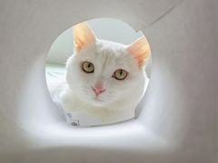 -宠物梦想家(日月豪庭店)