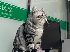 -半岛宠物医院24小时(科华中路店)