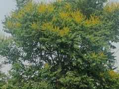 -阳台山自然风景区