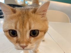 -飞行喵MR PILOT|猫舍·猫咖(静安大融城店)