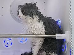 -爱洗澡的猫(天河路店)