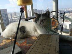 -喵店&猫咖