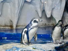 -太平洋海底世界