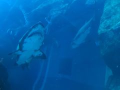 -迪拜水族馆及水下动物园