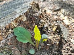 -帽儿山国家森林公园