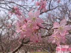 -天适樱花悠乐园