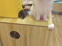 -滚猫咖啡·猫咖·猫友好撸猫(未来城店)