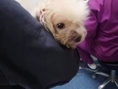 -A猫a狗全科·犬猫异宠·芥西宠物医院(南开总院)