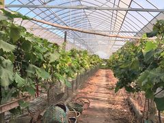 -马陆小张葡萄园农家乐