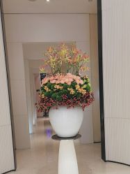 -奥斯芬欧系贵族SPA