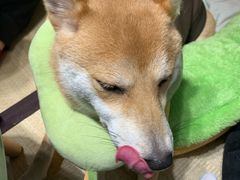 -逗柴咖啡屋·狗咖猫咖宠物桌游