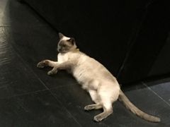 -吱咖啡西式简餐