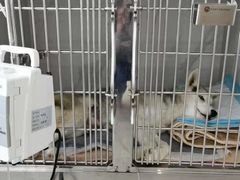 -北京派仕佳德动物医院·超导核磁·CT·神经科·骨科·内外科·急重症管理中心