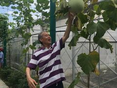 -马陆小张葡萄园农家乐