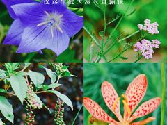 -国家植物园