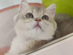 -青奢宠物·青奢猫舍