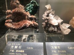 -中国地质博物馆