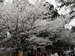 -武汉大学-樱园