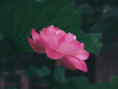 -陈家山荷花公园