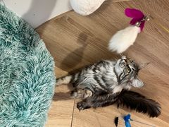 -Umiao与猫咖啡 猫咖