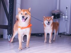 -百好乐宠物友好餐厅(朝外大街店)