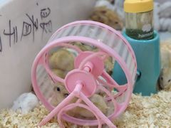 -桂林市花鸟市场