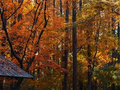 -上海共青森林公园