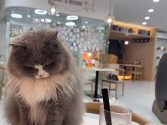 -喵园·猫主题咖啡厅·撸猫·猫咖(国贸店)