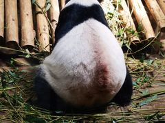 -深圳野生动物园