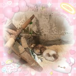 -Zoolung Zoolung动物主题公园(海信广场店)