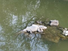 -上海野生动物园