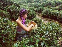 -龙坞茶村