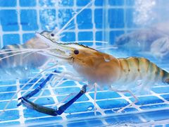 -甲王二老长沙口味馆