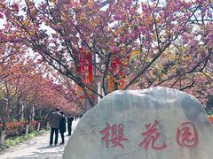 -高东镇樱花园