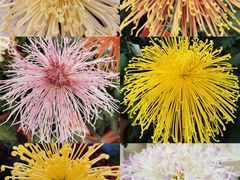 -北京世界花卉大观园