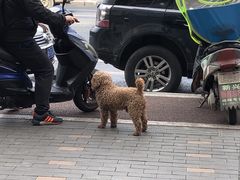 -攀枝花·任德琼·盐边羊肉米线