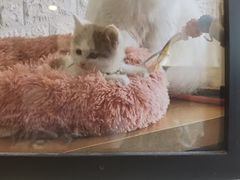 -平行世界·猫咖(首经贸店)