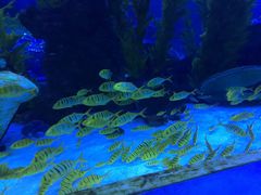 -芜湖新华联大白鲸海洋公园