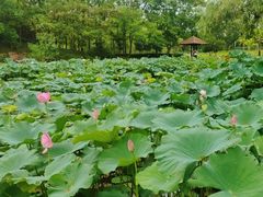 -大宁灵石公园西门票处