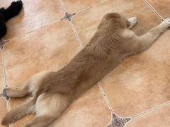 -Let's go狗咖·猫咖·奶狗·桌游(春熙路IFS店)