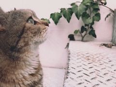 -喵屿·大理花园猫咖