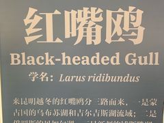 -翠湖公园