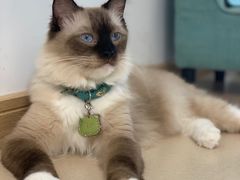 -猫在这儿猫咪咖啡馆·撸猫馆