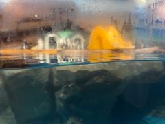 -海合安武汉极地海洋公园