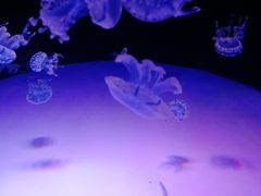 -左海海底世界