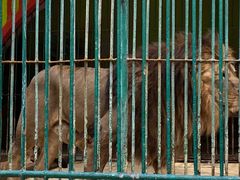 -荆州中山公园动物园