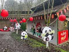 -都江堰中华大熊猫苑