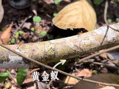 -中国科学院西双版纳热带植物园