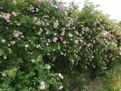 -大塘金香草谷